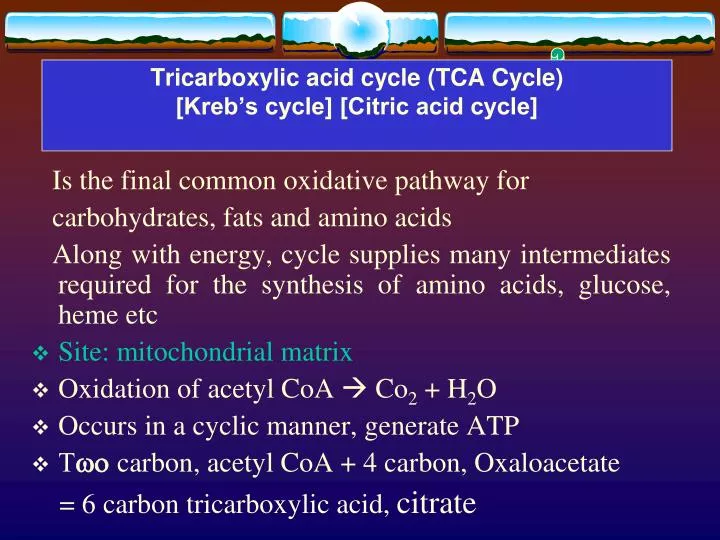 tricarboxylic acid cycle tca cycle kreb s cycle citric acid cycle