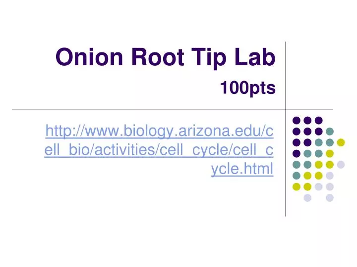 onion root tip lab 100pts