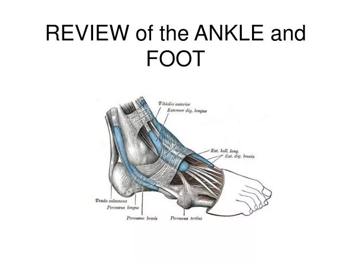 review of the ankle and foot