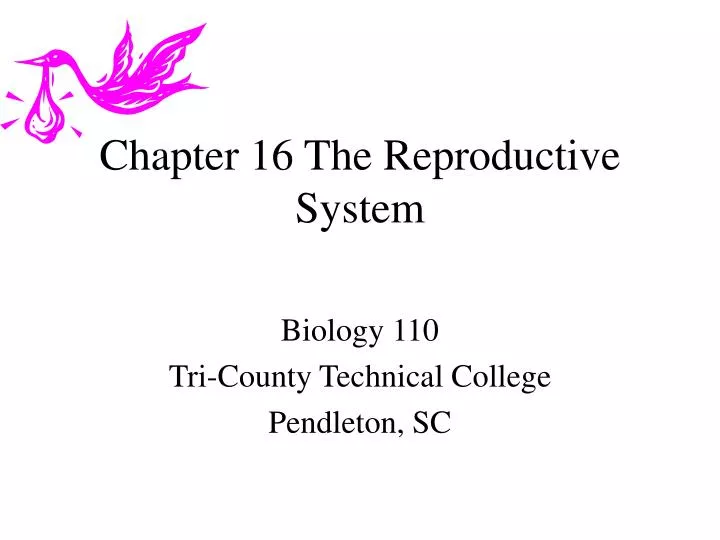 chapter 16 the reproductive system
