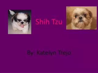 Shih T zu