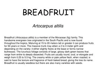 BREADFRUIT