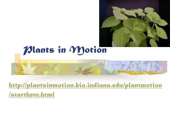 plants in motion