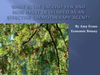 What is the Englis h Yew and how has it developed as an Effective Chemotherapy Agent?