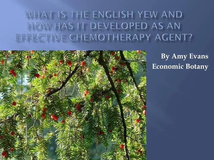 what is the englis h yew and how has it developed as an effective chemotherapy agent