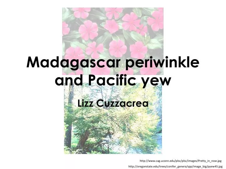 madagascar periwinkle and pacific yew