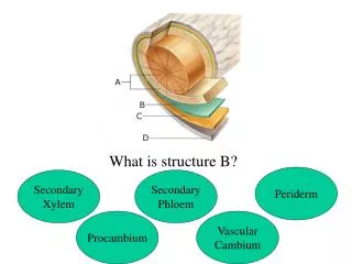 What is structure B?
