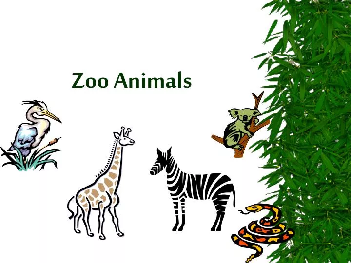 zoo animals