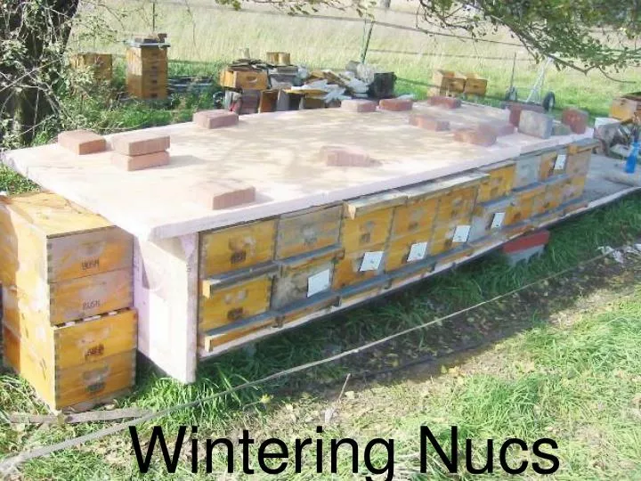 wintering nucs
