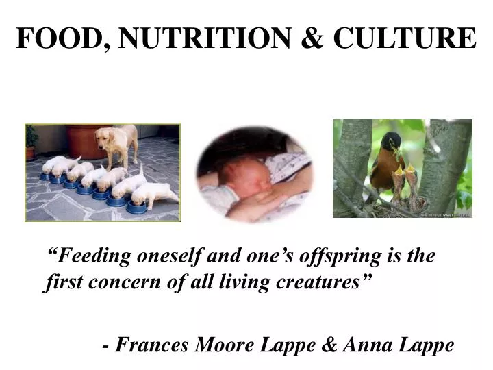 food nutrition culture