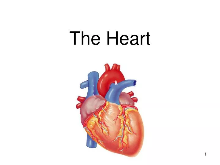 the heart