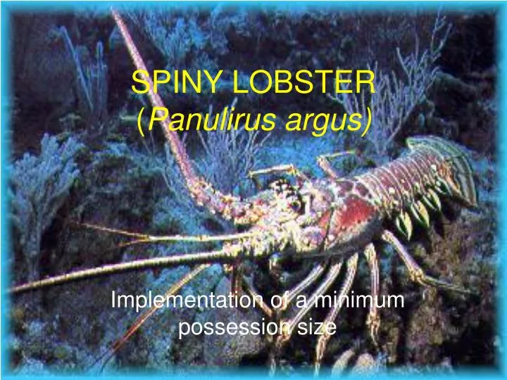 spiny lobster panulirus argus