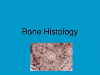 bone histology