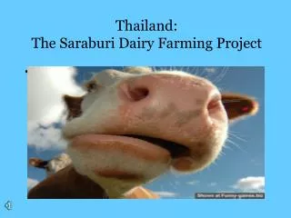 Thailand: The Saraburi Dairy Farming Project