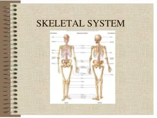 SKELETAL SYSTEM