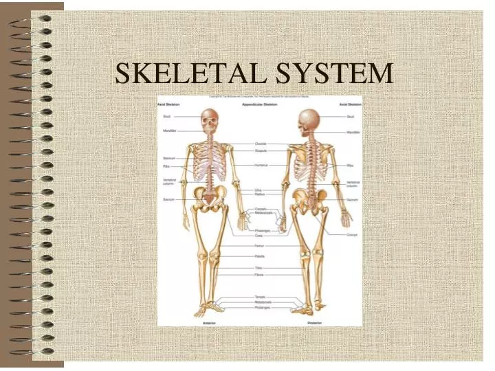 skeletal system