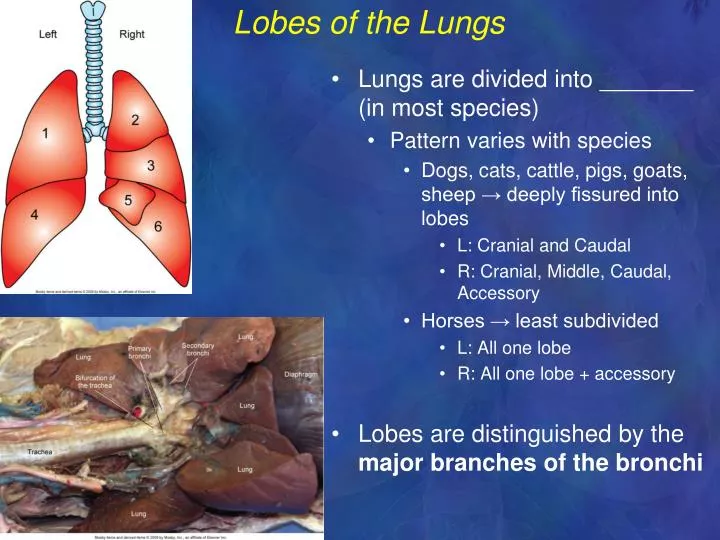 lobes of the lungs