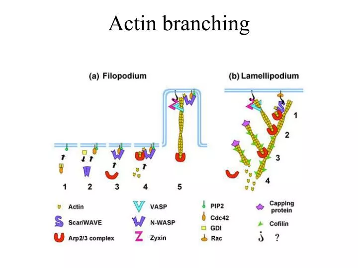 actin branching
