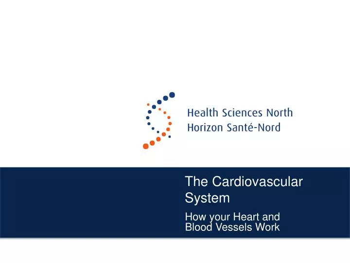 the cardiovascular system