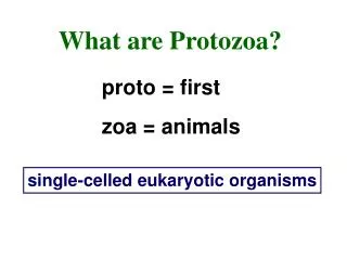 What are Protozoa?