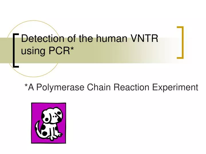detection of the human vntr using pcr