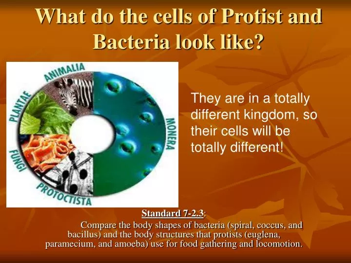 what do the cells of protist and bacteria look like