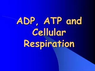 adp atp and cellular respiration
