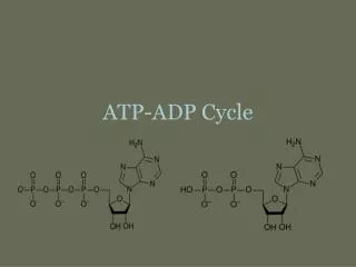ATP-ADP Cycle