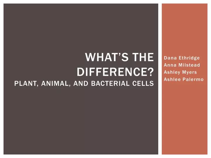 what s the difference plant animal and bacterial cells