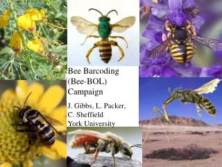 Bee Barcoding (Bee-BOL) Campaign
