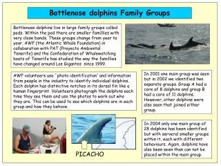Bottlenose dolphins Family Groups