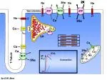 Understanding Calcium Signaling and Coupling Mechanisms in Cardiac and Smooth Muscle - slide 1