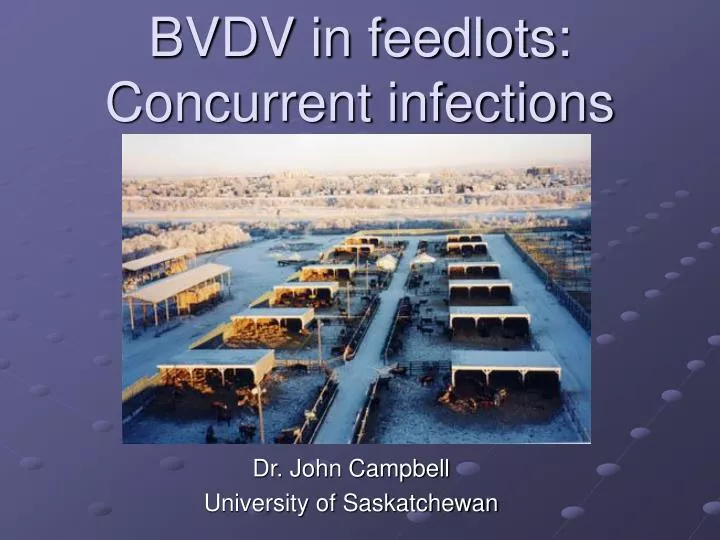 bvdv in feedlots concurrent infections