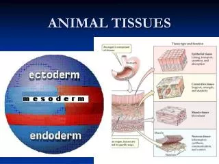 ANIMAL TISSUES