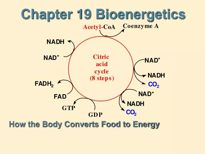 chapter 19 bioenergetics
