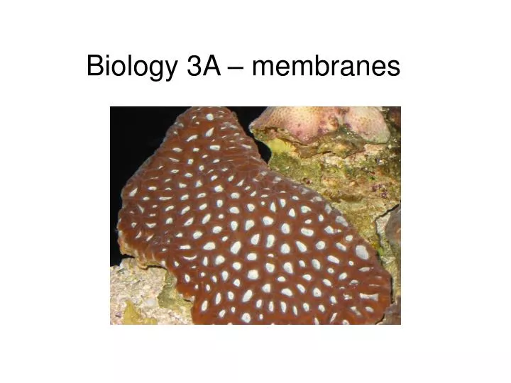 biology 3a membranes
