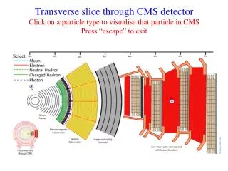 Transverse slice through CMS detector Click on a particle type to visualise that particle in CMS