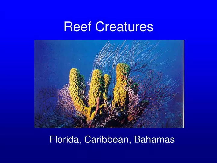 reef creatures