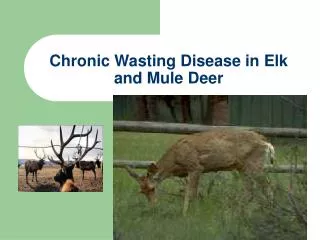 Chronic Wasting Disease in Elk and Mule Deer