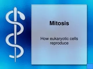 Mitosis