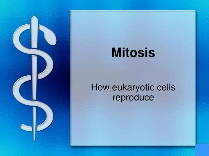 mitosis