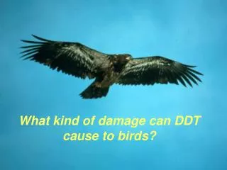 What kind of damage can DDT cause to birds?