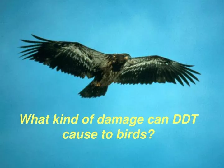what kind of damage can ddt cause to birds