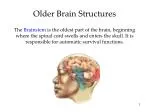 Older Brain Structures