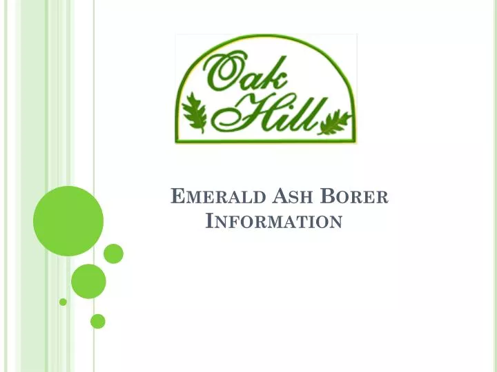 emerald ash borer information