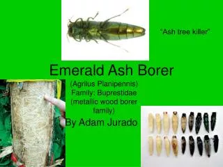 Emerald Ash Borer