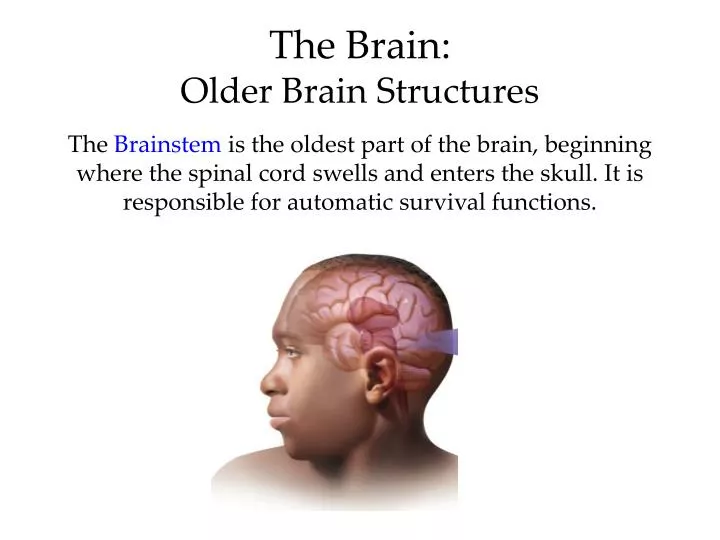 the brain older brain structures