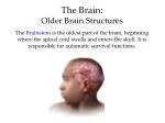 The Brain: Older Brain Structures