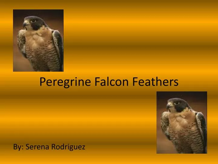 peregrine falcon feathers