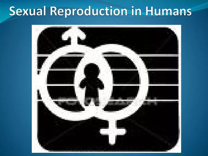 sexual reproduction in humans